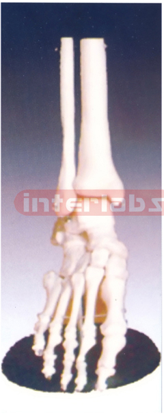 Life-Size Foot Joint